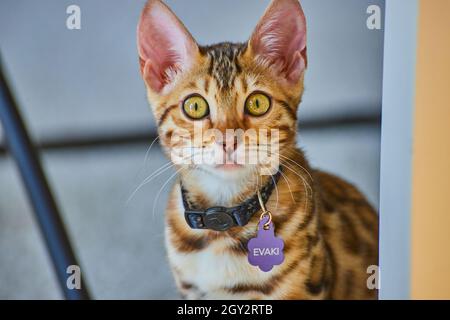 Baby Bengal kitten starring intent at camera with nametag Evaki Stock Photo