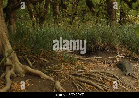 Foliage near a dry water bed. Stock Photo