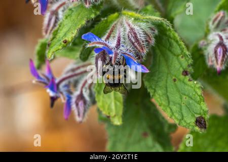 Bumblebee feeding on borage Stock Photo