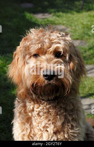 Apricot coloured Cockerpoo Stock Photo
