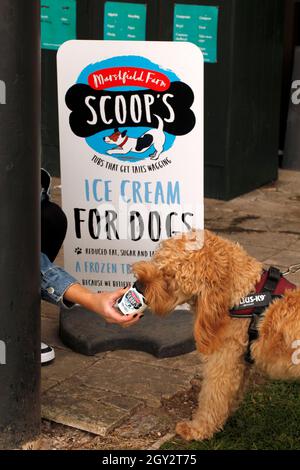 Dog Ice cream by Scoop's. Specialist ice cream created for dogs. Stock Photo