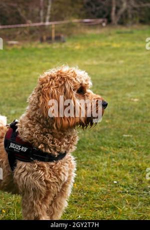 Apricot coloured Cockapoo Stock Photo