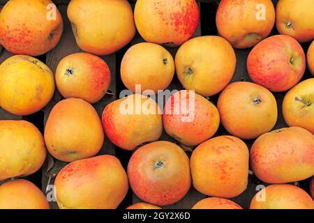 Apple 'Norfolk Royal Russet', farm shop display Stock Photo