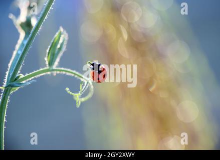 A small red ladybird is walking and looking for aphids to eat . Stock Photo