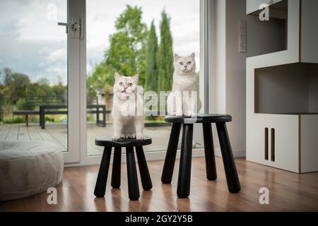two cute fluffy white british shorthair cats sitting on black stools inside of modern home interior Stock Photo