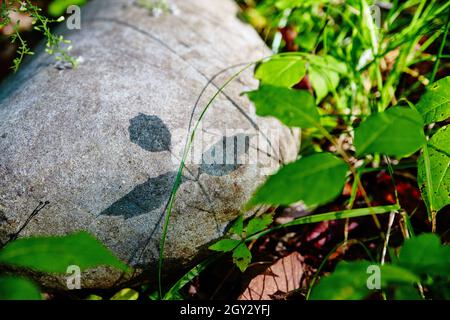 Shadow of leaves on a rock on a sunny day in the forest Stock Photo
