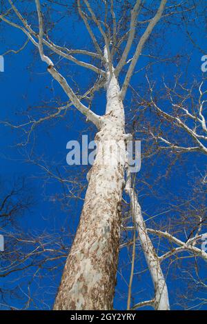 Tree with white bark and no leaves stretches into the clear blue sky Stock Photo