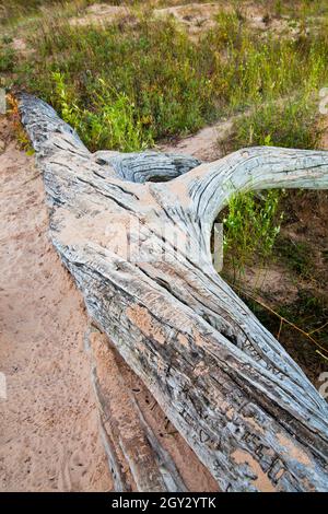 Old gray sand-covered log fallen on the dune with scrub and grass growing around it Stock Photo