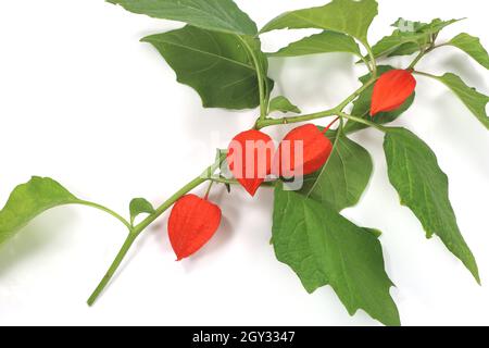 Branch of Physalis Peruviana orange fruit isolated on a white background Stock Photo