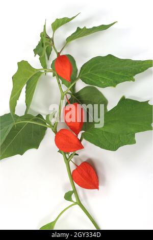 Branch of Physalis Peruviana orange fruit isolated on a white background Stock Photo