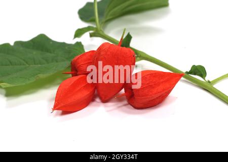 Branch of Physalis Peruviana orange fruit isolated on a white background Stock Photo