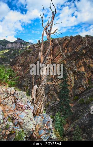 Lone twisted bark tree on cliffs with background of canyon and mountains Stock Photo