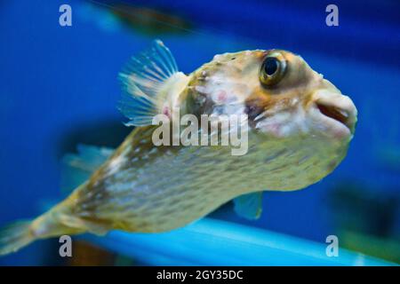 Deflated pufferfish floats in crystal blue water Stock Photo