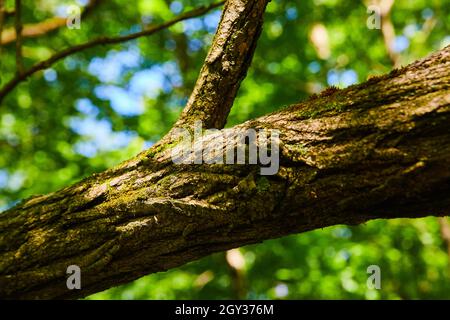 Macro of tree branch with light moss and green background Stock Photo