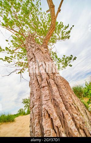 Detail f tree trunk bark looking up with sand dunes and grasses Stock Photo