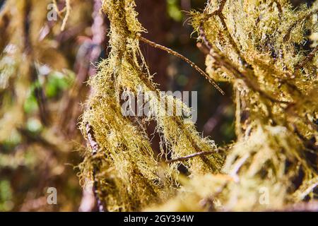 Texture detail of green mossy fibers growing on tree Stock Photo