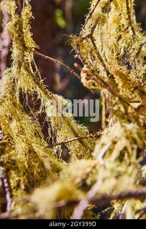 Moss fibers up close growing on tree Stock Photo