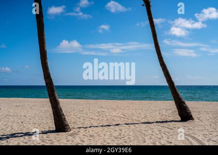 Two palm trees on the beach nature scene Stock Photo