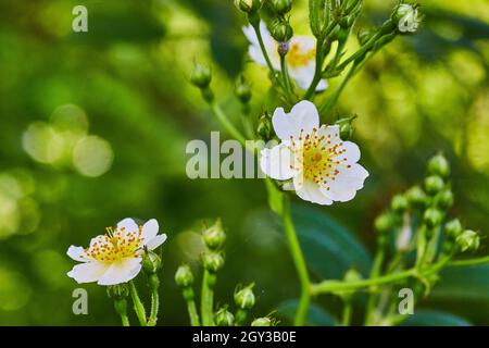 Spring white and yellow flowers blossoming on green background Stock Photo