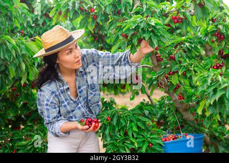 Woman is working on the plantation Stock Photo