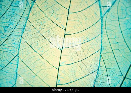 Veins of leaves in patch colored blue Stock Photo