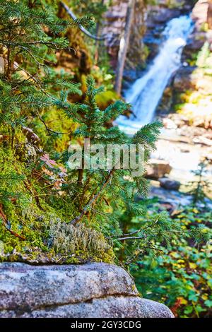 Baby pine tree growing on rock with waterfall blurry in the background Stock Photo