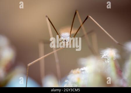 Closeup of the Large Crane Fly sitting on a flower. Stock Photo