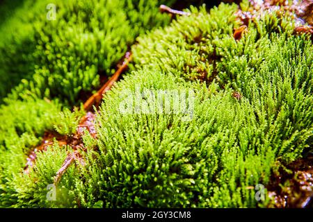 Close up of moss growing in forest Stock Photo