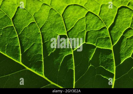 Detail texture of veins of green leaf Stock Photo