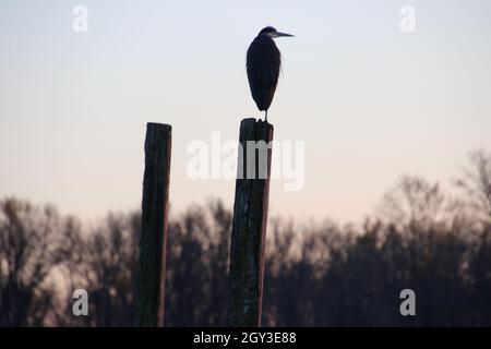 A great blue heron standing on a piling with a sunset in the background. Stock Photo