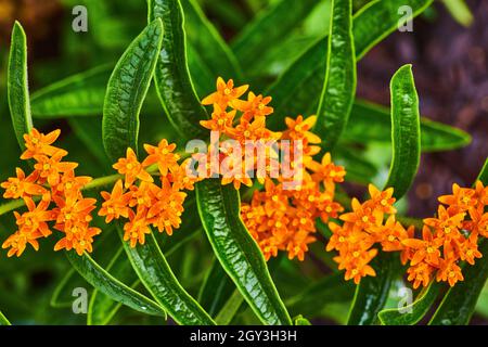 Vibrant small orange flowers from above with big green leaves Stock Photo