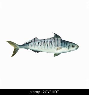 Mackerel isolated on white background. Clip art for design, menu and education material. Colorful realistic watercolor illustration. Stock Vector