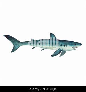Shark isolated on white background. Clip art for design and education material. Colorful realistic watercolor illustration. Stock Vector
