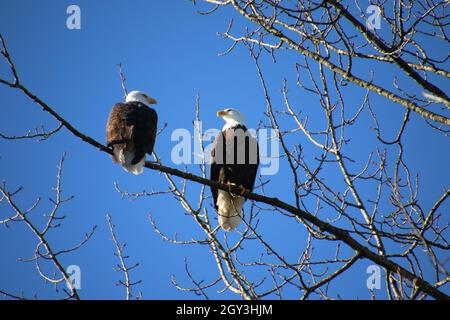 Two bald eagles sitting on a tree branch with a clear blue sky in the background Stock Photo