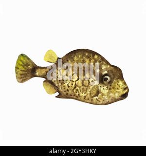 Boxfish isolated on white background. Clip art for design, menu and education material. Colorful realistic watercolor illustration. Stock Vector