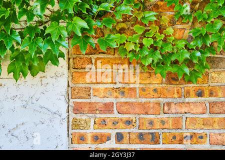 Red brick and plaster wall up close with green ivy Stock Photo
