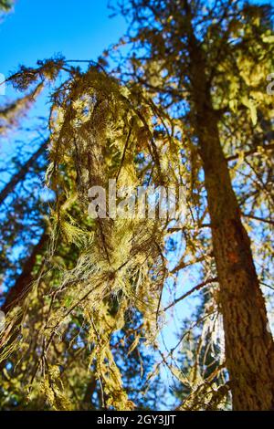 Close-up of odd textured green moss hanging from trees Stock Photo