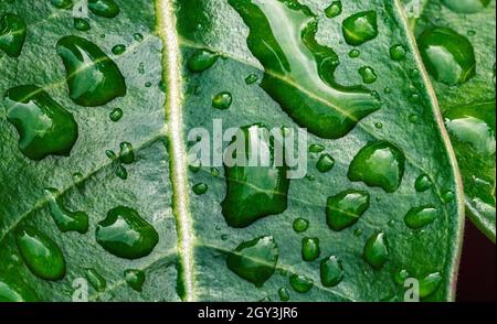 Beautiful green leaf of Frangipani flower with drops of water after rain in the morning. Macro raindrops on the green leaf, flat image. Stock Photo