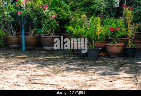 Group of tropical flower pots on the old crack concrete floor, outdoor flower pots, old-style Asia clay plant pot and plastic pot, space for text. Stock Photo