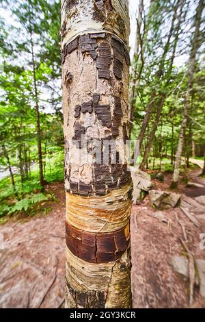 Close-up of cracked and textured tree trunk bark Stock Photo