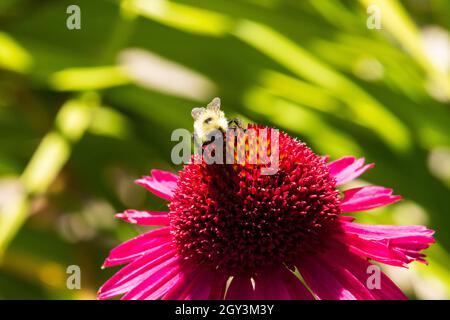 A bumblebee crawling on the top of a pink and purple blossom. Stock Photo