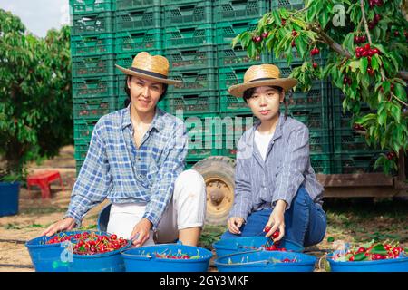 Women are sitting beside the buckets of cherries Stock Photo