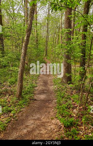 Well-worn path cuts through young green forest Stock Photo