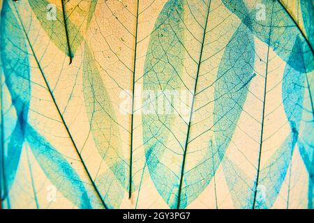 Detail of leaf veins all blue and green Stock Photo