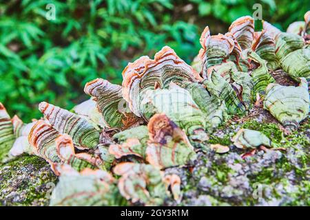 Detail of shelf fungus growing on tree trunk Stock Photo