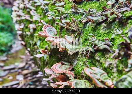 Shelf fungus growing on mossy tree trunk Stock Photo