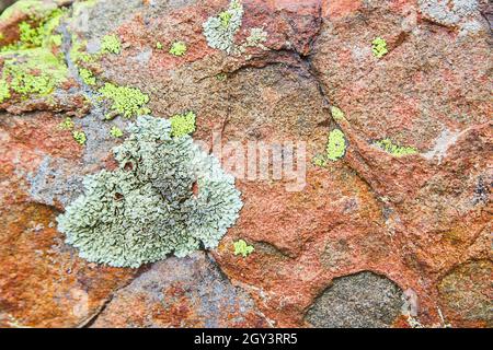 Texture detail of red rock surface covered in patches of lichen Stock Photo