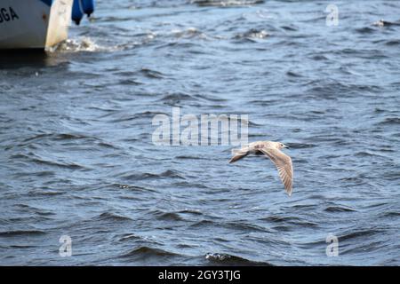 Seagull flying over the ocean with a marine background Stock Photo