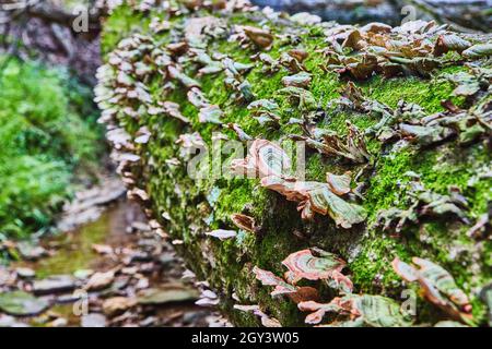 Fallen tree trunk covered in moss and shelf fungus Stock Photo