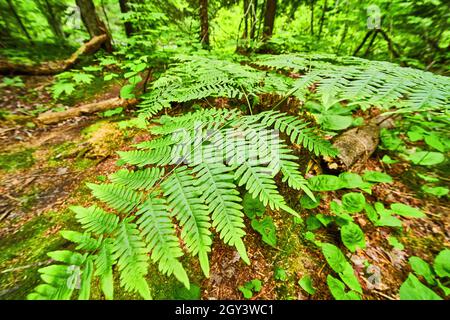 Close-up of green fern plant leaf Stock Photo